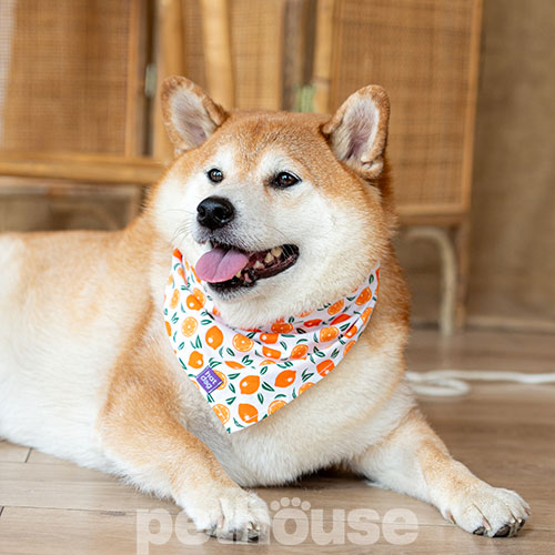 Hat-Dog Бандана для собак, апельсины