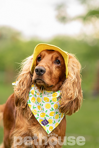 Hat-Dog Панама з льону для собак, жовта