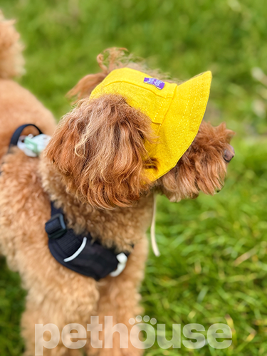 Hat-Dog Панама з льону для собак, жовта
