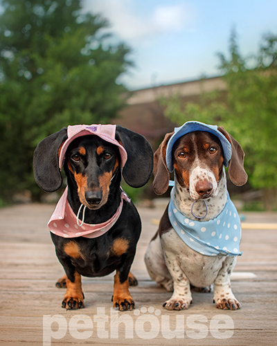 Hat-Dog Панама з льону для собак, ніжно-блакитна