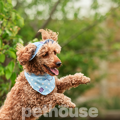 Hat-Dog Панама з льону для собак, ніжно-блакитна