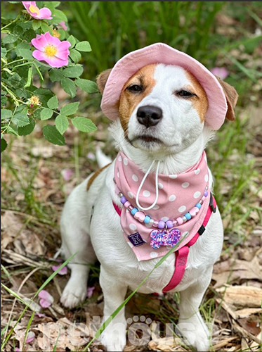 Hat-Dog Панама з льону для собак, рожева