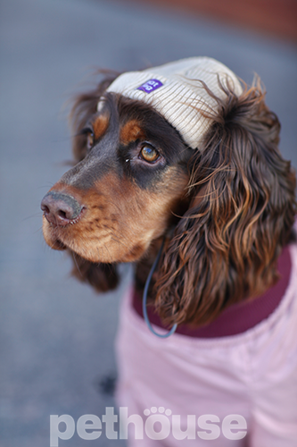 Hat-Dog Шапка для собак, бежевая