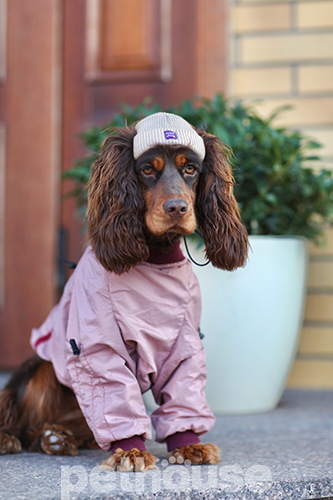 Hat-Dog Шапка для собак, бежевая