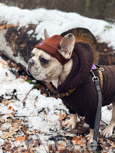 Hat-Dog Шапка для собак, коричневая