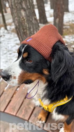 Hat-Dog Шапка для собак, коричневая