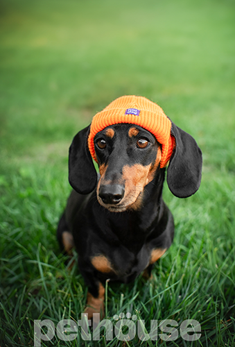 Hat-Dog Шапка для собак, оранжевая