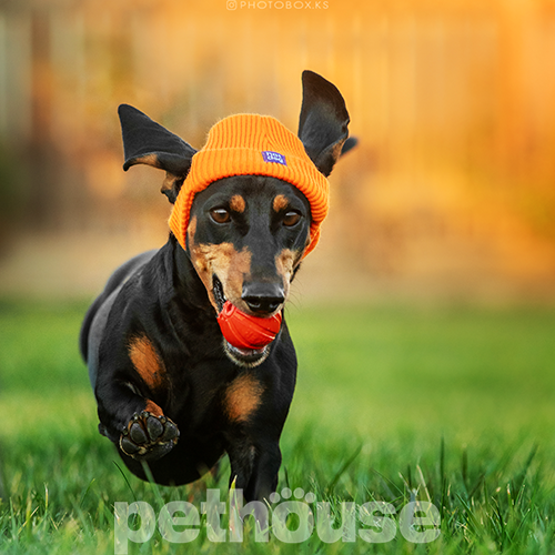Hat-Dog Шапка для собак, оранжевая