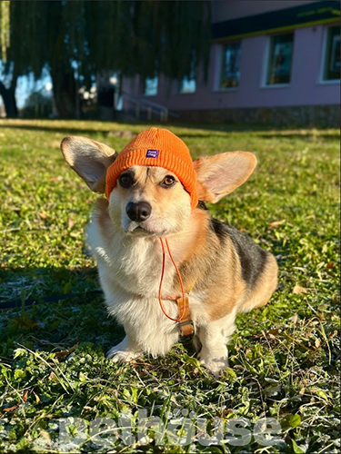 Hat-Dog Шапка для собак, оранжевая