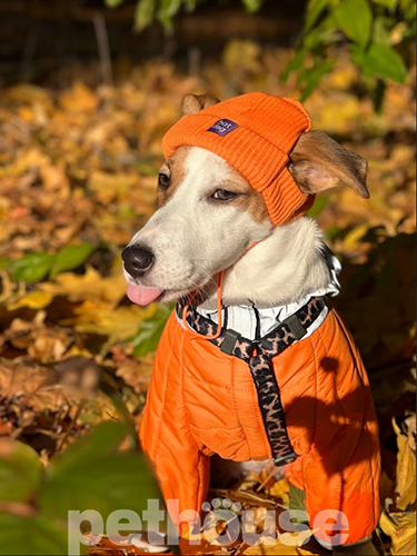 Hat-Dog Шапка для собак, оранжевая