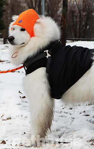 Hat-Dog Шапка для собак, оранжевая