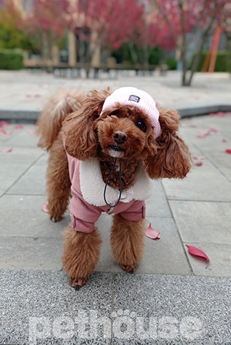Hat-Dog Шапка для собак, розовая