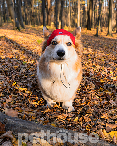 Hat-Dog Шапка для собак, червона