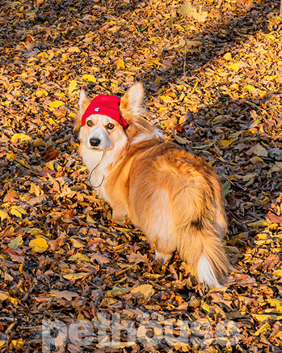 Hat-Dog Шапка для собак, червона