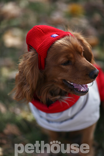 Hat-Dog Шапка для собак, червона
