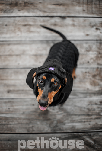 Hat-Dog Шапка для собак, черная