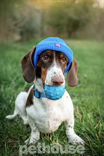 Hat-Dog Шапка для собак, синяя