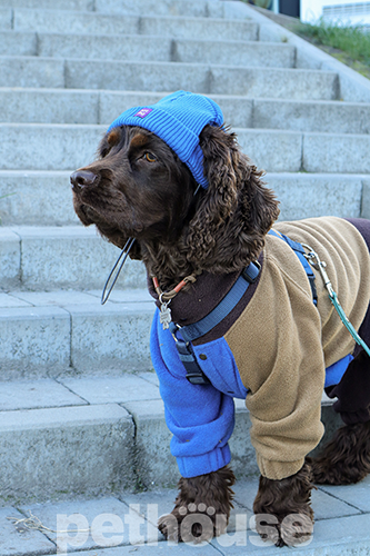 Hat-Dog Шапка для собак, синяя