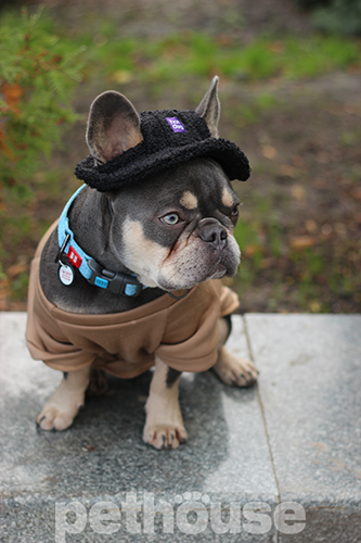 Hat-Dog Теплая панама для собак, черная