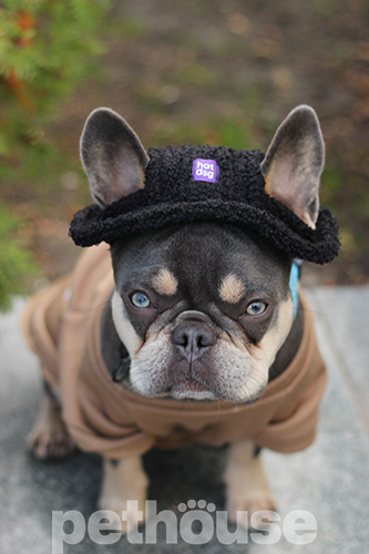 Hat-Dog Теплая панама для собак, черная