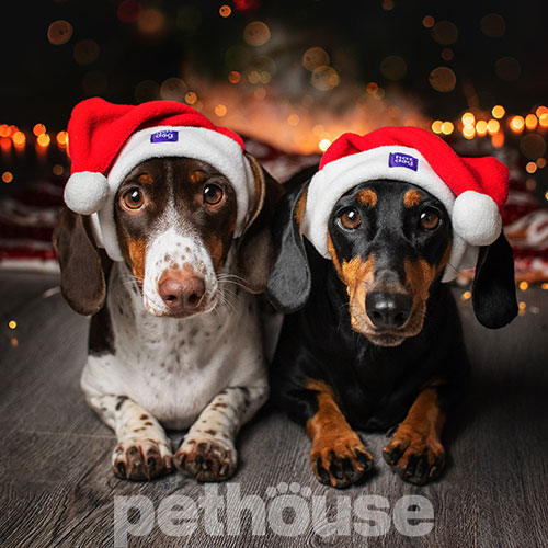 Hat-Dog Новорічний набір для собак