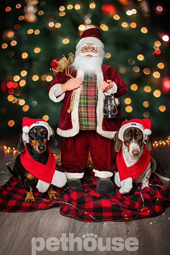 Hat-Dog Новорічний набір для собак