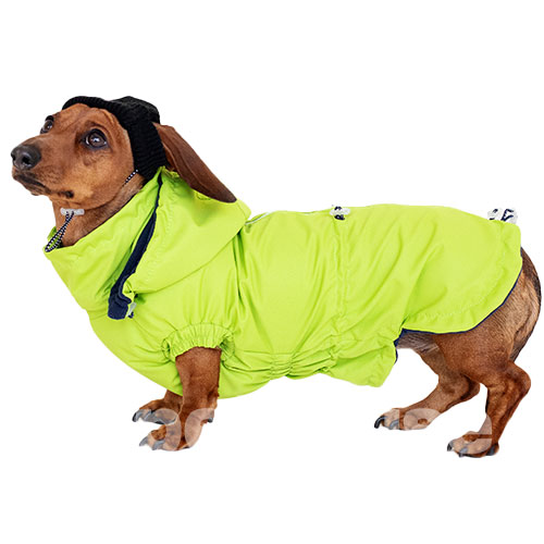Hat-Dog Boy Ветровка для такс, неон