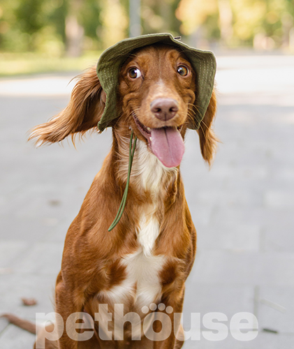 Hat-Dog Панама з бавовни для собак, хакі