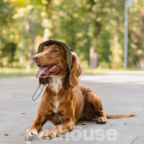 Hat-Dog Панама з бавовни для собак, хакі