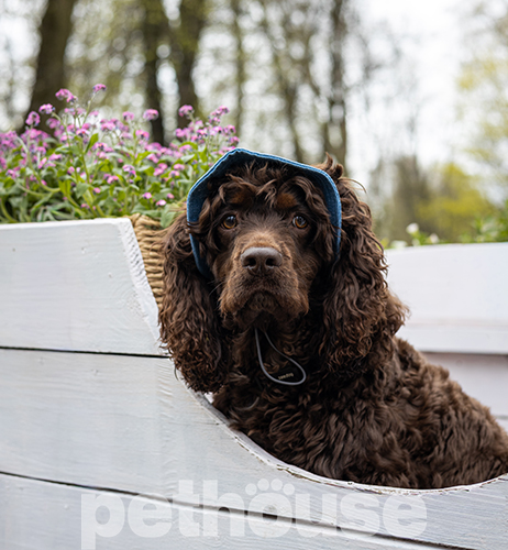 Hat-Dog Панама з бавовни для собак, джинс