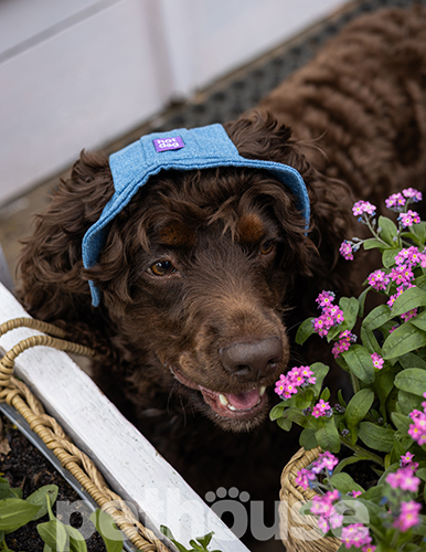 Hat-Dog Панама з бавовни для собак, джинс