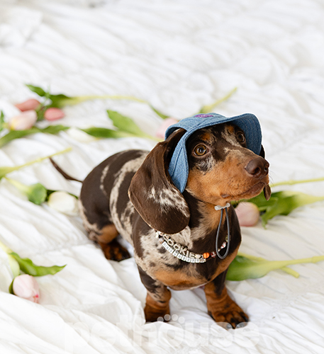 Hat-Dog Панама з бавовни для собак, джинс