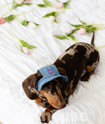 Hat-Dog Панама з бавовни для собак, джинс