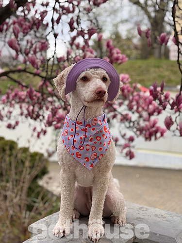 Hat-Dog Панама з льону для собак, лавандовий раф