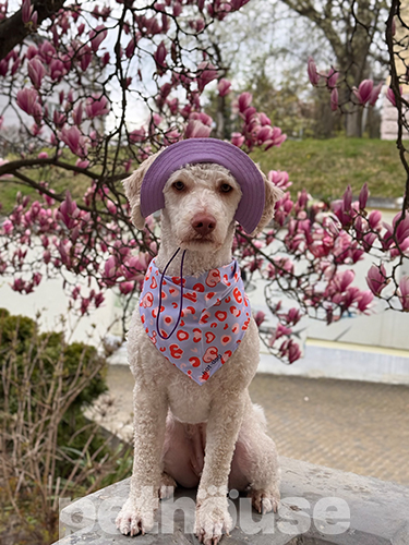 Hat-Dog Панама з льону для собак, лавандовий раф