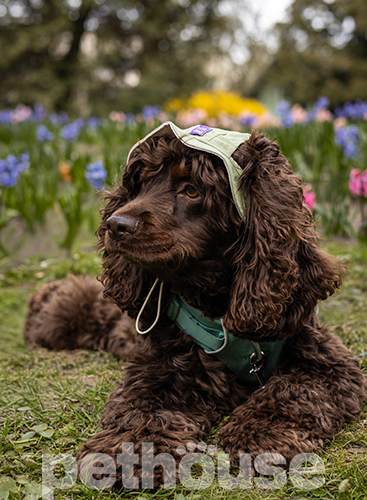 Hat-Dog Панама з льону для собак, матча