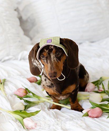Hat-Dog Панама з льону для собак, матча
