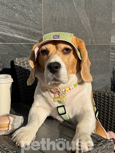 Hat-Dog Панама з льону для собак, матча