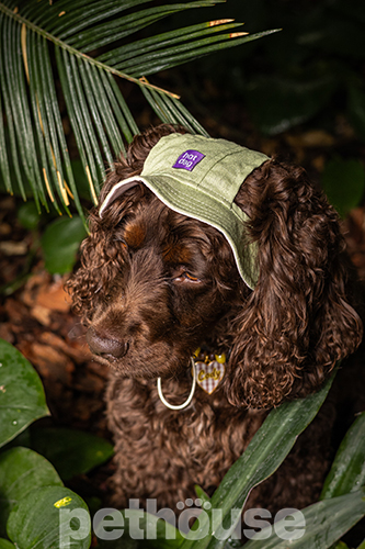 Hat-Dog Панама з льону для собак, матча