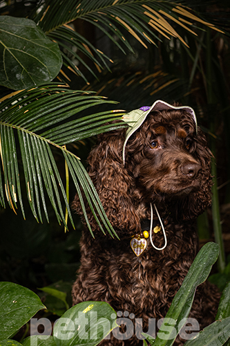 Hat-Dog Панама з льону для собак, матча