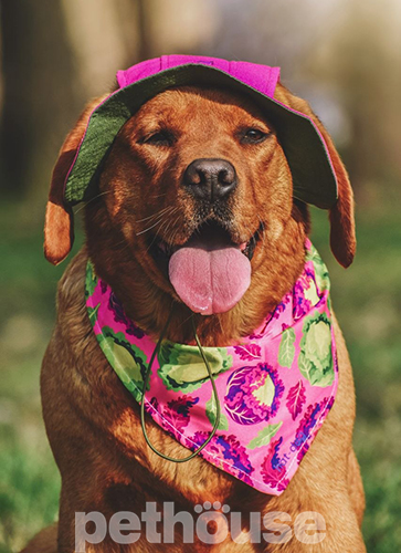 Hat-Dog Бандана для собак, капуста