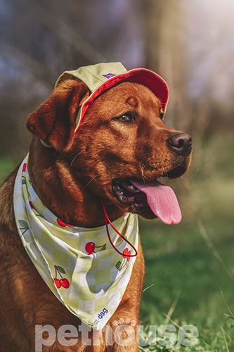 Hat-Dog Бандана для собак, черрі бомб