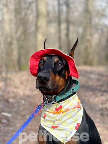 Hat-Dog Бандана для собак, черрі бомб