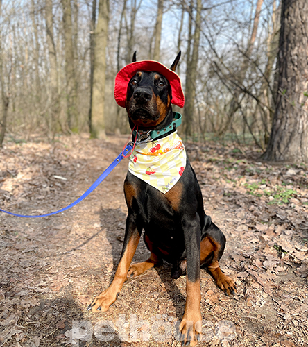 Hat-Dog Бандана для собак, черрі бомб