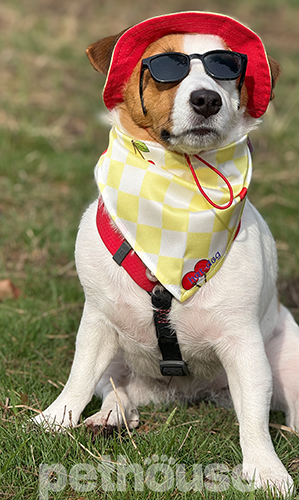 Hat-Dog Бандана для собак, черрі бомб