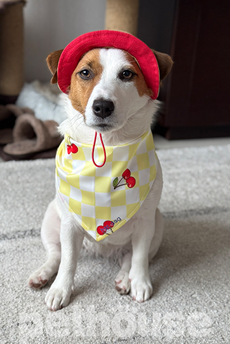 Hat-Dog Бандана для собак, черрі бомб
