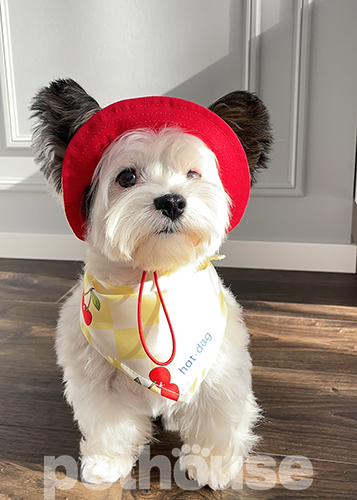 Hat-Dog Бандана для собак, черрі бомб