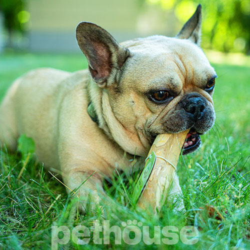 HealthyDoggo Coffee Stick Палиця з кавового дерева для собак