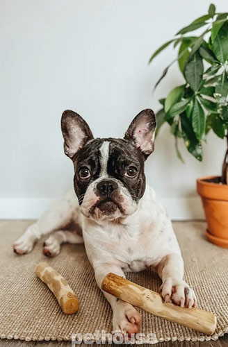 HealthyDoggo Coffee Stick Палка из кофейного дерева для собак HealthyDoggo Coffee Stick Палка из кофейного дерева для собак