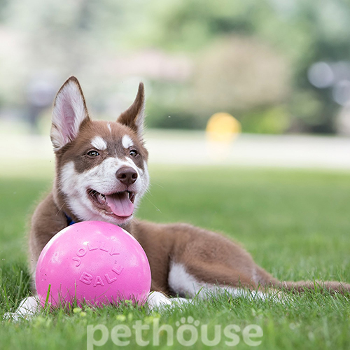 Jolly Pets Bounce-N-Play Мяч для собак, 20 см, фото 4